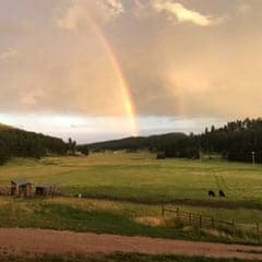 rainbow in the field