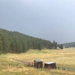meadow with wildlife