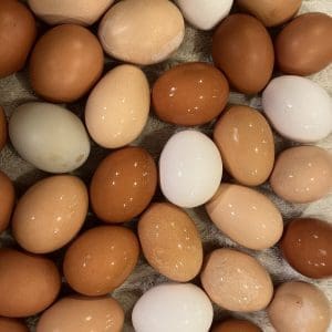 18 Pack Free-Range Farm Fresh Chicken Eggs