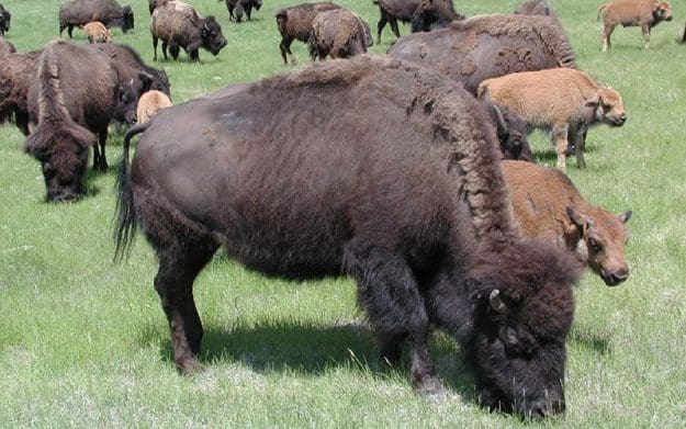 Buffalo