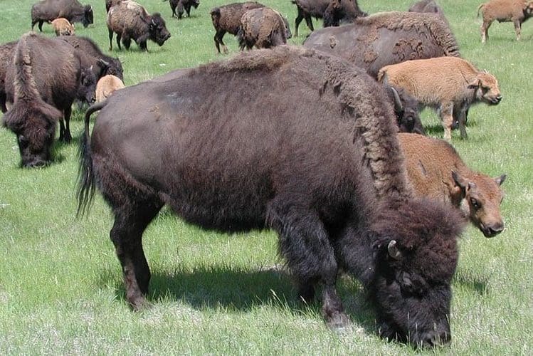 Buffalo