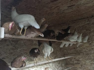 Chickens