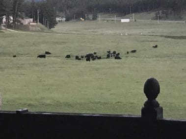 Cows in the field