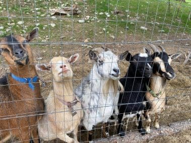 Goats