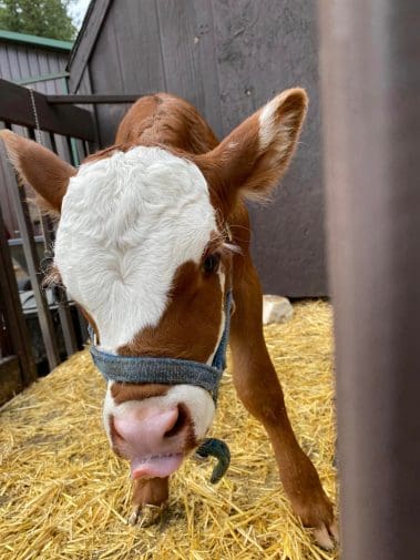 Calf licks