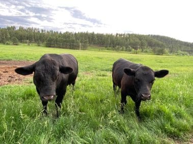 Welcome cows