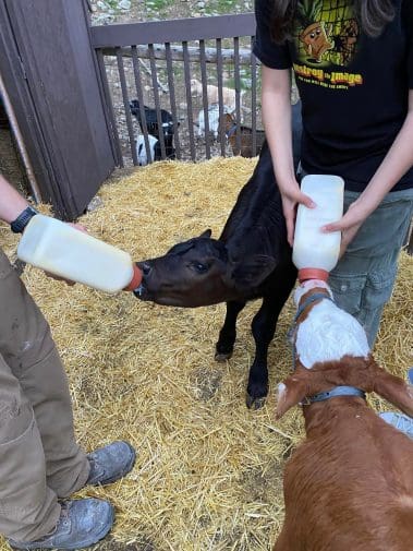 Bottle feeding calfs