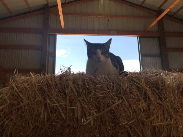 Barn cat