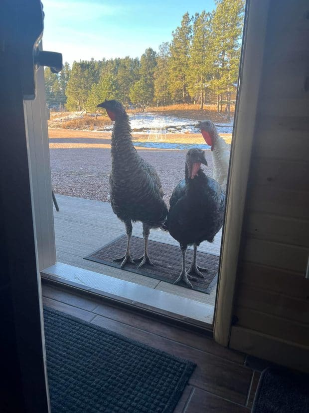 Turkeys at the door