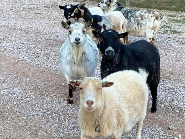 Goats