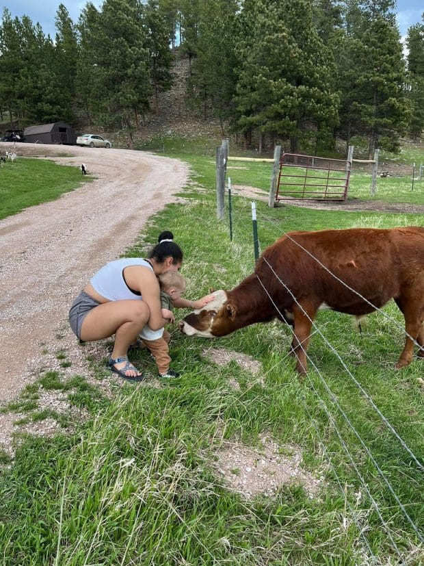 Petting a cow