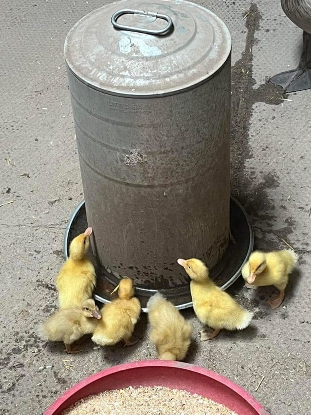 Chicks drinking