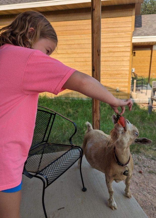 Feeding a goat