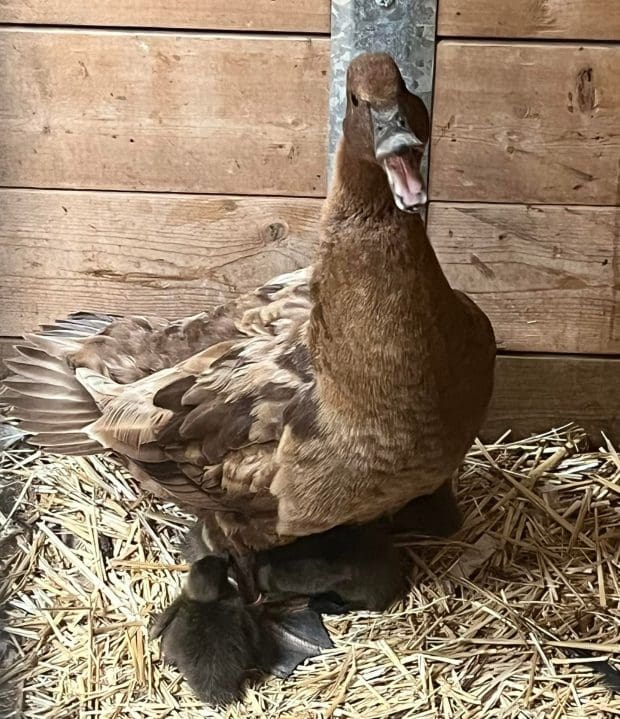 Duck quack