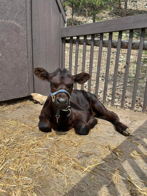 Cow relaxing
