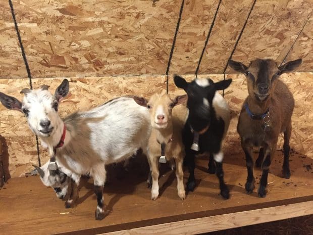 Goats