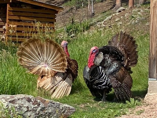 Turkeys puffing feathers
