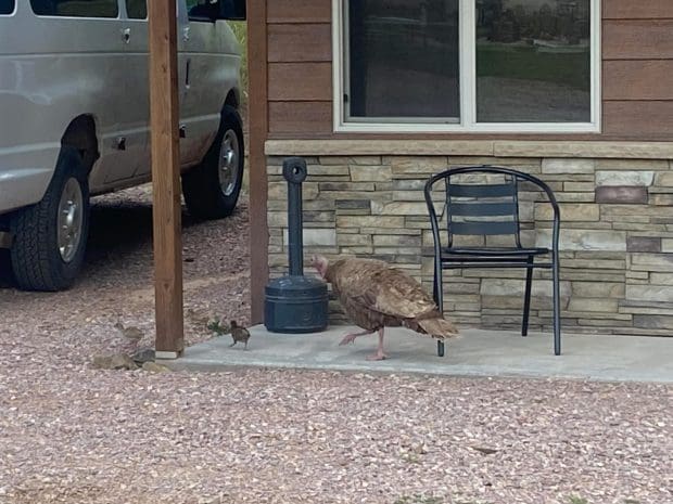 Turkey and babies