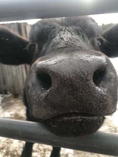 Cow kisses
