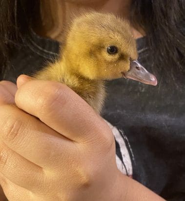Holding a chick