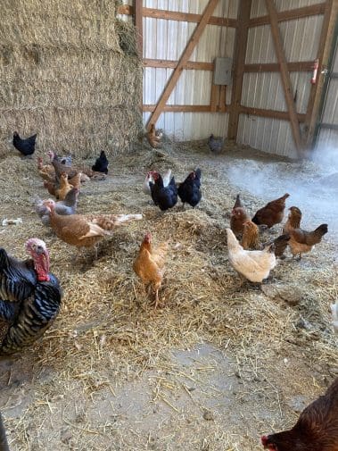 Chickens and Turkey in Barn