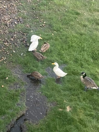 Ducks and Goose