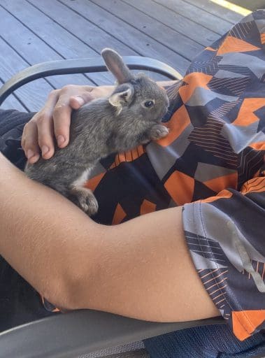 Bunny cuddles
