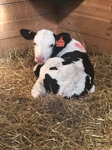barn calf