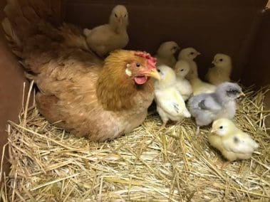 barn chicks