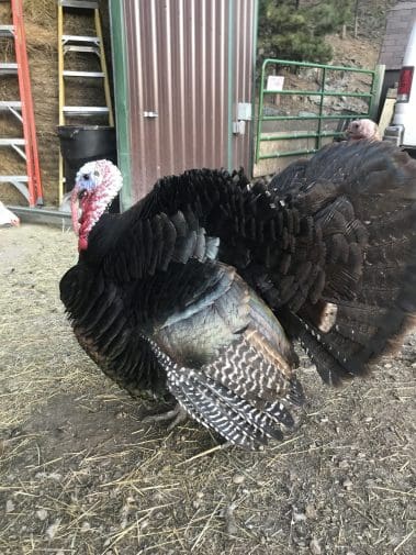 Turkeys