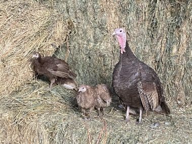 barn turkey babies