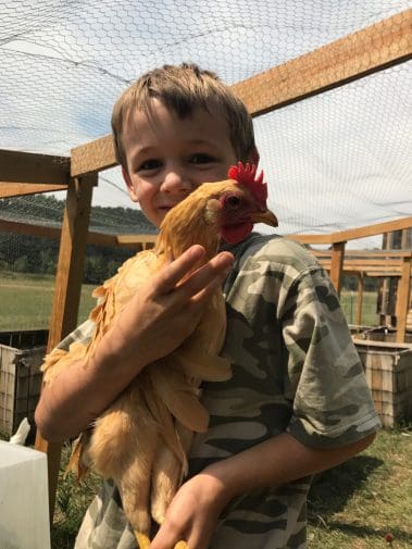 holding a chicken