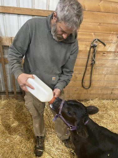 Bottle feeding a calf
