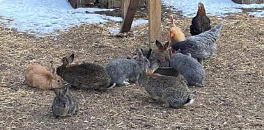 Bunnies and Chickens
