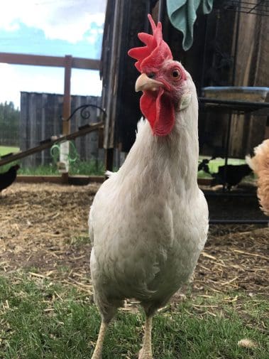 Closeup of Chicken