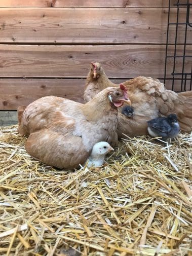 Chickens and Chicks